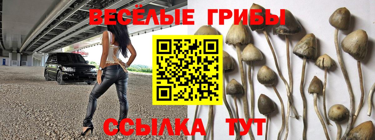 Псилоцибиновые грибы GOLDEN TEACHER  Галлюциногенные грибы мухоморы  Кувандык  Вход с VPN 